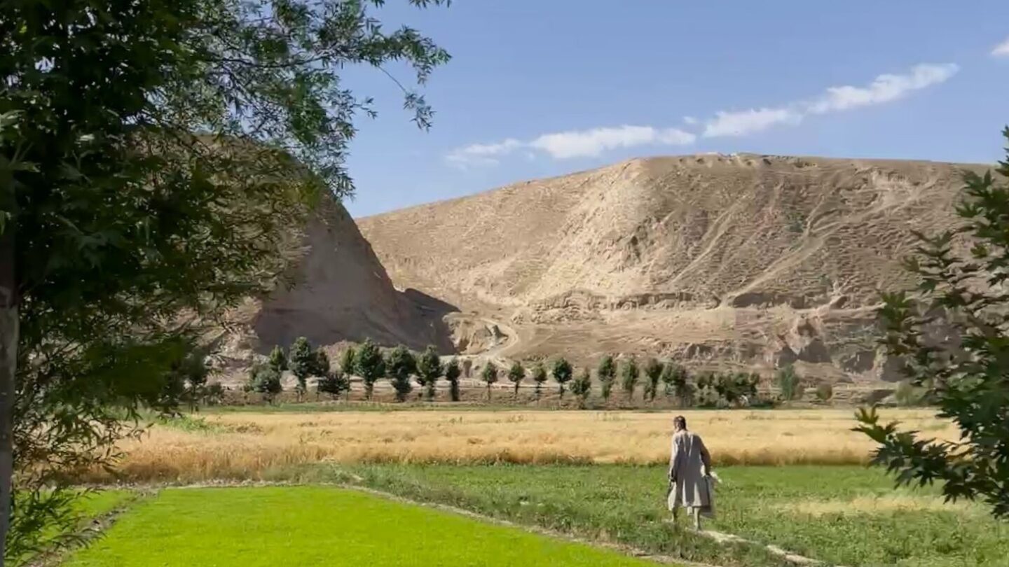 Man walking over green field